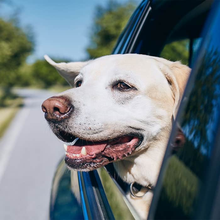 Pet Errand Service