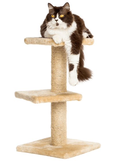 The Best High-Quality Professional Pet Care in Burbank Since 2005