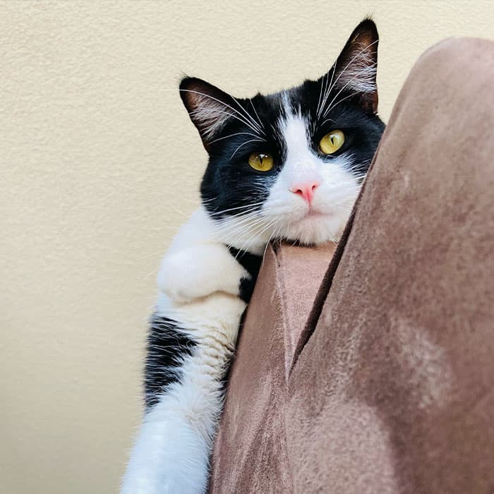 Pet Sitting Burbank - Furr Paws Only
